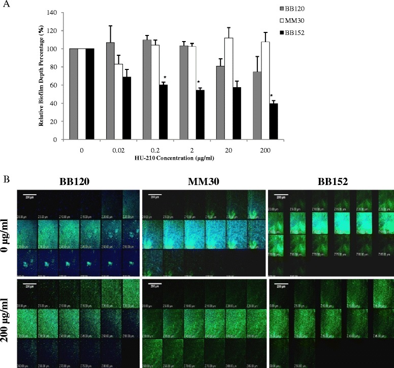 Analysis of V. harveyi biofilms by CLSM. (a) Comparison of biofilm depth of V. harveyi BB120 (wild type), MM30 (AI-1+, AI-2−) and BB152 (AI-1−, AI-2+) formed with or without different concentrations of HU-210. Presented data are means and SD of three independent experiments.*P < 0.05 compared with control. (b) V. harveyi BB120 (wild type), MM30 (AI-1+, AI-2−) and BB152 (AI-1−, AI-2+) biofilms grown with or without HU-210 (200 μg/ml) and stained with SYTO 9 dye (green), which stains live bacteria, and with concanavalin A–Alexa Fluor 647 conjugates (blue), which stain extracellular polysaccharides. Biofilm depth of V. harveyi BB120 (wild type), MM30 (AI-1+, AI-2−) and BB152 (AI-1−, AI-2+) biofilms in control (without HU-210) is 85 μm, 80 μm ,95 μm and in samples with HU-210 (200 μg/ml) is 80 μm, 85 μm, 55 μm respectively
