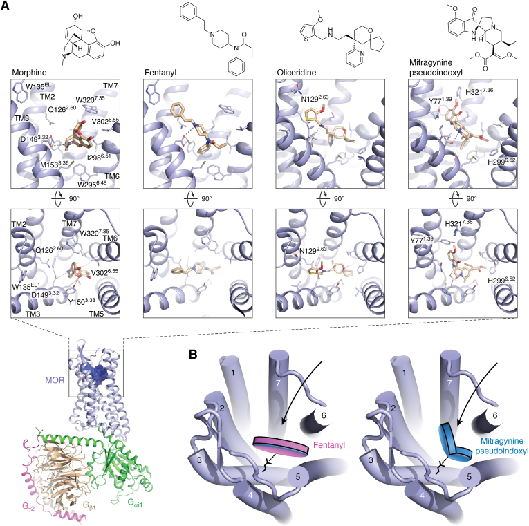 Structures of opioid drugs bound to the μ-opioid receptor.A, overview of the fentanyl-bound MOR-Gi1 signaling complex cryo-EM structure (PDB ID: 8EF5), and chemical structures and close ups of orthosteric-binding pocket bound by morphine (PDB ID: 8EF6), fentanyl (PDB ID: 8EF5), TRV130/oliceridine (PDB ID: 8EFB), and mitragynine pseudoindoxyl (MP) (PDB ID: 7T2G). MOR, Gαi1, Gβ1, and Gγ2 are highlighted in light blue, green, wheat, and magenta, respectively. Top, key side chains and drugs (light brown) are shown as sticks, and hydrogen bonds and ionic bonds are shows as gray dashed lines. B, schematic illustrating differences in the binding poses of the opioids fentanyl and MP, the latter of which extends into a distinct pocket near TM7. MOR, μ-opioid receptor; TM, transmembrane.