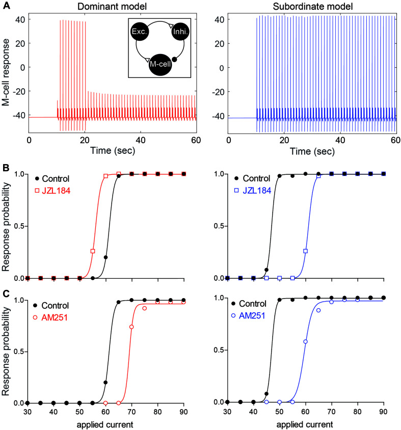 Neurocomputational models simulating the effects of 2-AG on the escape response. (A) Examples of the response of the M-cell model cell within a simple model network (inset) to repeated suprathreshold applied current injection in dominant-like (left) and subordinate-like (right) models. (B,C) Results of dominant-like and subordinate-like models simulating the probability of startle escape response before (control, black solid line) and during [JZL184, (B)] and blockage of CB1R [AM-251, (C)].