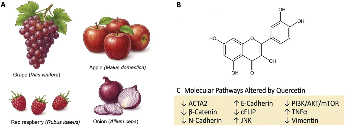 Panel A shows detailed illustrations of grapes, apples, red raspberries, and onions, each labeled with their common and scientific names. Panel B presents the chemical structure of quercetin. Panel C lists molecular pathways altered by quercetin, indicating increases or decreases in ACTA2, β-Catenin, N-Cadherin, E-Cadherin, cFLIP, JNK, PI3K/AKT/mTOR, TNFα, and Vimentin.