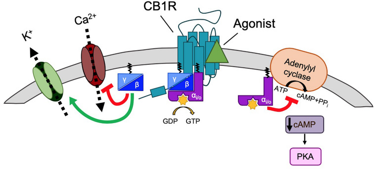 G-protein signaling of CB1R. Classically, CB1R signaling is mediated by Gi/o signaling. CB1R is activated by ligand (green triangle), generating a conformational change that allows for heterotrimeric G-protein (α, β, and γ subunits) binding. The receptor then acts as a guanine nucleotide exchange factor (GEF), activating Gα by GDP-to-GTP exchange. This triggers the dissociation of Gα from Gβγ. Gαi/o inhibits adenylyl cyclase (AC), a membrane protein that catalyzes that conversion of ATP to cAMP+PPi, causing a decrease in cAMP levels and thus inhibiting the PKA phosphorylation pathway. Gβγ inhibits voltage gated Ca2+ channels (VGCCs) and activates G protein-coupled inwardly rectifying K+ channels (GIRKs).
