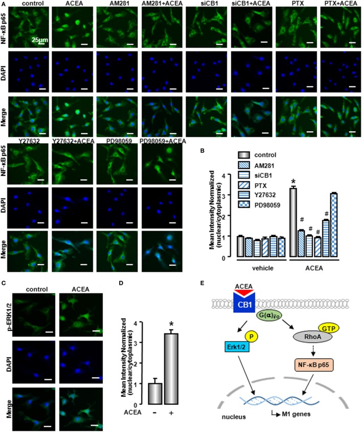 NF-κB activation was involved in M1 polarization mediated by CB1. NF-kB p65 (A) and ERK1/2 (C) nuclear translocation were evaluated by immunofluorescence. DAPI was used to visualize nuclei (blue). Scale bars, 25 µm. The mean optical density was measured by high content analysis (B,D). *P < 0.05 compared with control, #P < 0.05 compared with the same treated group without inhibitors (n = 4). Scheme of CB1 promoting bone marrow-derived monocyte/macrophage (BMM) polarization toward M1 phenotype (E).