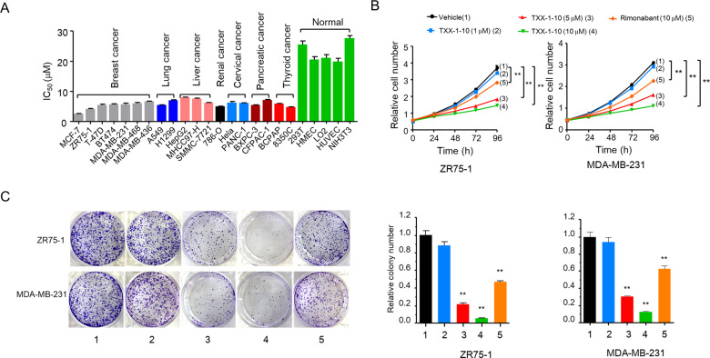 TXX-1-10 inhibits cancer cell proliferation.A IC50 values of TXX-1-10 in 24 cell lines were determined by the CCK8 assay. B The proliferation curve of ZR75-1 and MDA-MB-231 cells treated with indicated concentrations TXX-1-10, rimonabant or vehicle control (DMSO). C Colony formation assays for ZR75-1 and MDA-MB-231 cells treated as in B. Histograms show the colony number (right panel). Data shown are mean ± SD of triplicate measurements that have been repeated three times with similar results. Statistical significance was assessed by two-tailed Student’s t test. *p < 0.05, **p < 0.01 versus the corresponding control.