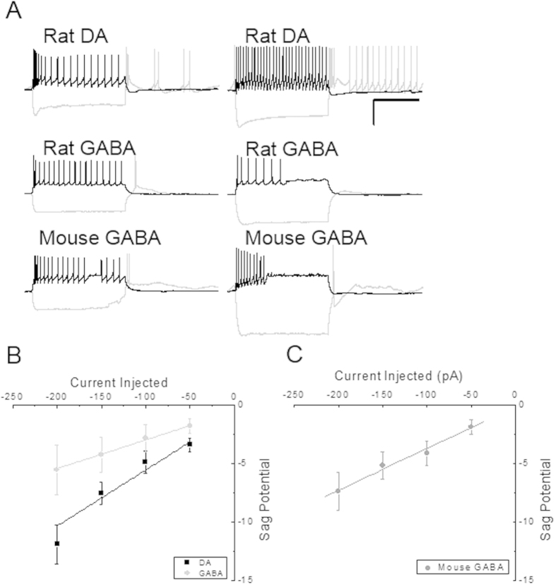 Electrophysiological properties of rat and mouse DA and GABA cells.(A) Selected examples of electrophysiological profiles of VTA dopaminergic and GABAergic neurons. Scale bars represent 35 mV and 500 msec for all traces. Positive current injection was either 100 or 150 pA in each, and hyperpolarizing current injected was −200 pA. DA neurons were identified by expression of TH or DAT and GABA neurons were identified by expression of GAD65 or GAD67. (B) Sag potential amplitude increases in a linear manner with increasing negative current injection, and while overlapping in some cases, differs significantly (p < 0.003, ANCOVA) between rat DA (black) and GABA (gray) neurons. (C) Sag potential amplitude increases in a linear manner with increasing negative current injection in mouse GABA neurons, which were also not significantly different from rat GABA cells (p = 0.85, ANCOVA), but were significantly different from rat DA neurons (p < 0.01, ANCOVA).