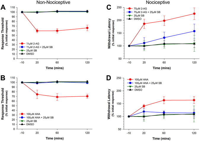 Differential effects of endocannabinoid treatment on responses to non-nociceptive and nociceptive stimuli in non-injured animals. (A) Injection of 2-AG reduced the response threshold to non-nociceptive mechanical stimuli and this effect was blocked by co-injection of the TRPV1 inhibitor SB366791 (SB). (B) Injection of anandamide (ANA) also reduced the response threshold to non-nociceptive mechanical stimuli and this was blocked with co-injection of SB366791. (C) 2-AG increased the latency to respond to nociceptive chemical stimuli (AITC) and this effect was blocked by SB366791. (D) Anandamide also increased the latency to respond to nociceptive chemical stimuli (AITC) and this effect was blocked by SB366791.