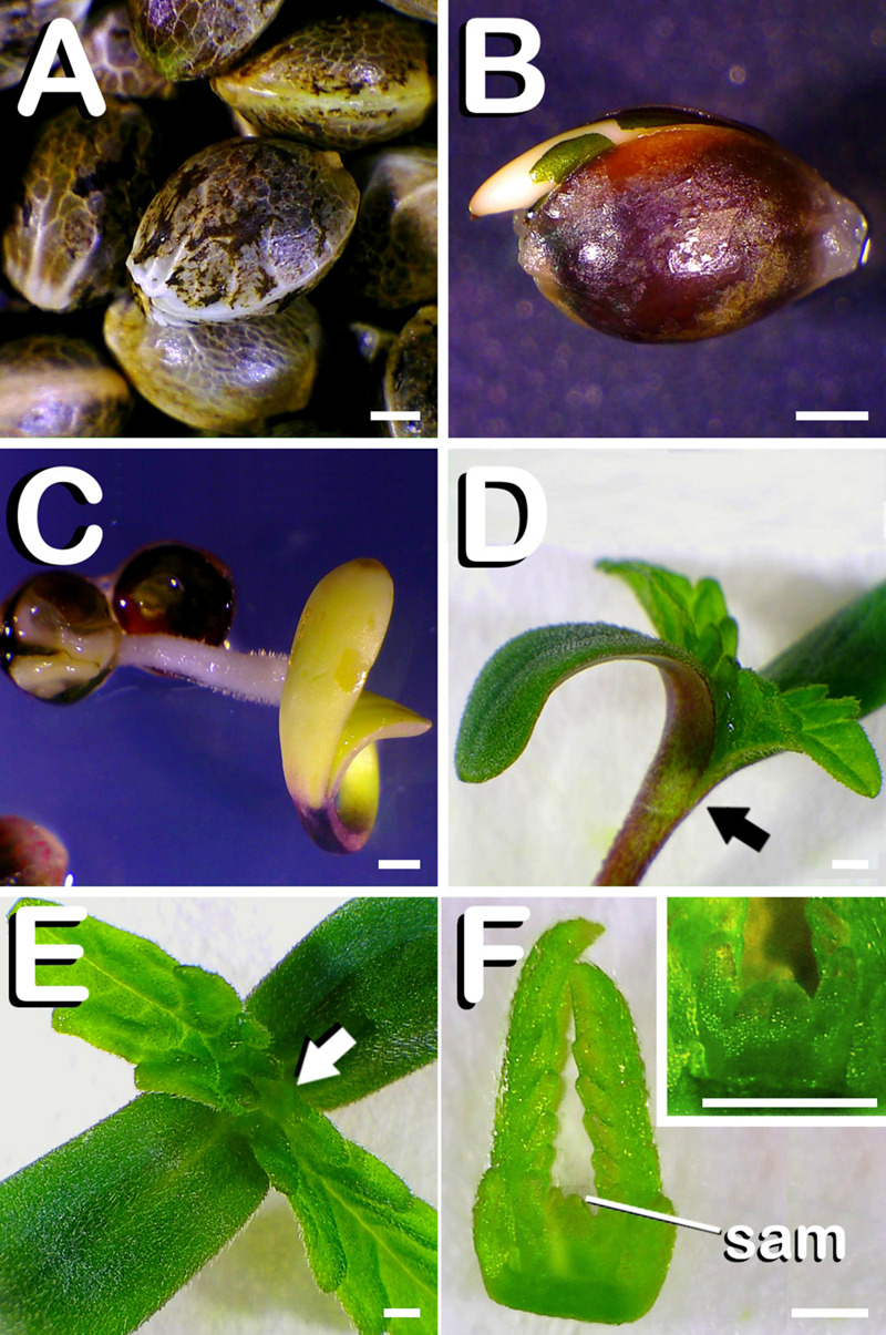 Seed germination of C. sativa. The different developmental stages are described as follows: (A) Seeds just before being sterilized. (B) Germinated seed 48 h. after in vitro sowing with the root apical meristem arising from testa. (C) Emerging seedling 5 days after seed plating, with testa being visible at the bottom of the image. (D) Seven-days-old seedling with fully expanded first pair of true leaves, which is equivalent to the phenological growth stage coded in this species by number 11 in BBCH-scale: arrow marks dissection point. (E) View of 7-days-old seedling allowing observation of vegetative shoot apex: arrow points shoot apex location on seedling. (F) Remaining vegetative shoot apex after dissection of hypocotyl, cotyledon and true leaves from 7 days-old seedling, with shoot apical meristem (SAM) highlighted on it: detail of SAM (inset in panel F). Scale bars: 1 mm.