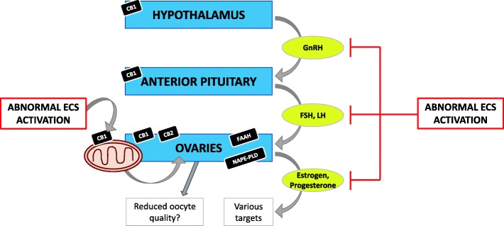 Summary of the major effects of the ECS on the HPO axis. High levels of endocannabinoids and exogenous cannabinoids suppress the release of gonadotropin releasing hormone (GnRH), luteinizing hormone (LH), follicle stimulating hormone (FSH), estrogen and progesterone. Mitochondrial function is associated with oocyte quality. The presence of CB1 on the outer mitochondrial membrane may perturb ovarian function and subsequently oogenesis. Black boxes indicate components of the ECS that have been identified within the anatomical structures represented by each of the blue boxes. Yellow ovals indicate hormones released along the HPO axis when unperturbed. When each of the anatomical structures are perturbed by cannabinoids, the release of the hormones in the yellow ovals is prevented