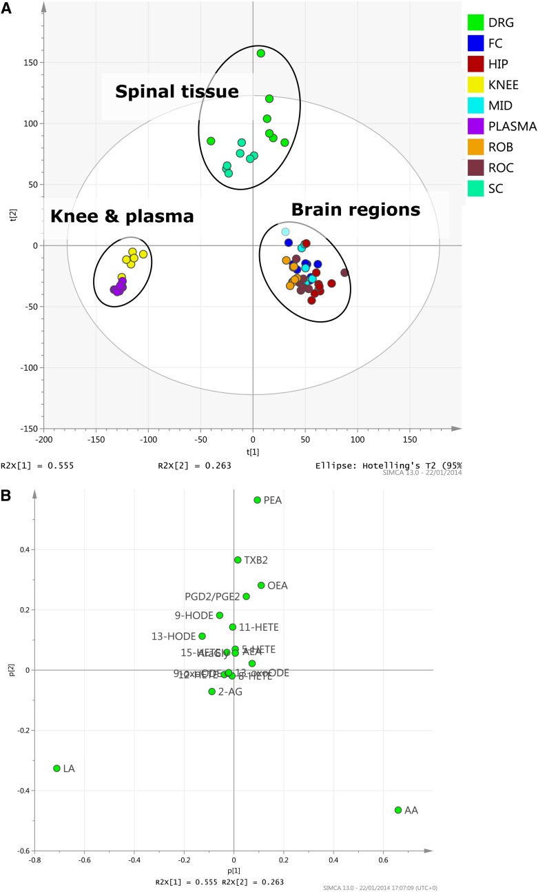 Lipid profiles from each rat tissue were analyzed using PCA to examine variation between samples represented by scores plot of a two-component PCA model of the dataset (A) and loadings plot of the same dataset (B). SC, spinal cord; FC, frontal cortex; HIP, hippocampus; MID, midbrain; ROC, rest of cortex; ROB, rest of brain.