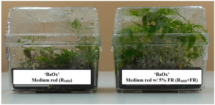 In vitro RV750 containing Cannabis sativa genotype ‘BaOx’ standard c during cycle 2 of repeated harvest after 4 weeks’ exposure to RMID (left) and RMID + FR (right) lighting treatments.