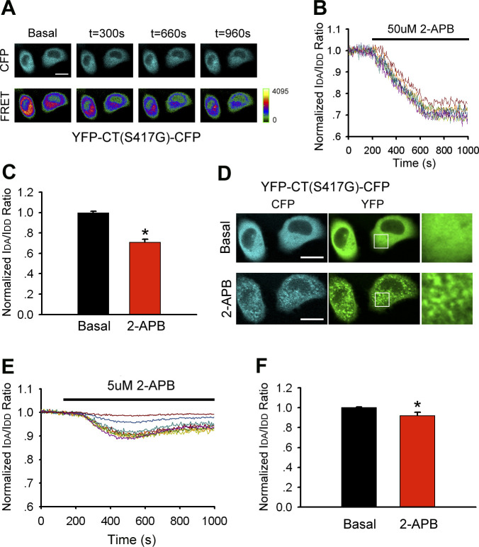 2-APB dose-dependently induces a decrease in FRET in HeLa cells transfected with double-labeled STIM1 C-terminus mutant (YFP-CT (S417G)-CFP).(A, B) CFP and FRET live cell image series and (B) relative FRET traces of YFP-CT (S417G)-CFP-expressing cells stimulated with 50 μM 2-APB. In (B), values were normalized to resting FRET levels before 2-APB treatment. (C) Block diagram comparing resting and maximum FRET after treatment with 50 μM 2-APB (from left to right, n = 26 and 24). (D) Redistribution of CFP and YFP fluorescence in YFP-CT (S417G)-CFP–transfected cells treated with 50 μM 2-APB. The magnified image in the white box shows cytosolic aggregates formed by the STIM1 C-terminus mutant (right panel). (E, F) Time course of relative FRET and (F) block diagram comparing resting and maximum FRET in YFP-CT (S417G)-CFP upon application of 5 μM 2-APB (from left to right, n = 26 and 24). Graphs show mean ± SD. *P < 0.05; **P < 0.001. Bar = 10 μm.