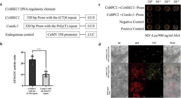 CsBPC2 binds to the CsMIKC1 promoter region. a The constructs are designed for the regulatory elements in CsMIKC1. The 320-bp region of CsMIKC1 promoter from DMG12 with the (CT)8 repeat fragment, and from YMG26 with the poly(T) fragment. For the endogenous control, the 35S promoter was used to drive the LUC gene. b Comparison of GUS/LUC activity ratio. The GUS and LUC activities were tested in transient expression assays in Cannabis protoplasts. Data are presented from 11 independent reactions for each construct (n = 11). **P < 0.001. c Y1H assay for binding of CsBPC2 directly to the promoter region of DMG12 and YMG26 CsMIKC1 alleles. The 320-bp promoter regions of CsMIKC1 from DMG12 and YMG26 were inserted into the pAbAi vector as a bait, and CsBPC2 was inserted into the pGADT7 vector as prey. Positive control (pGADT7-p53 + pAbAi-p53) and negative control (pGADT7 empty vector+ pAbAi-CsMIKC1-Prom) were set on the plate together. Co-transformed cells were grown on SD/−Leu plates with 900 ng/ml aureobasidin A (AbA). Colony solutions diluted to four levels were incubated on the plate. d Subcellular locations of CsBPC2 and CsMIKC1 in tobacco leaves. Enriched yellow fluorescent signals associated with CsBPC2 were detected predominantly in the nucleus and on the membranes. CsMIKC1 was detected predominantly in the nucleus. Leaves infiltrated with A. tumefaciens were imaged with an LSM780 laser scanning confocal microscope in the bright field or with red fluorescent protein (RFP) or yellow fluorescent protein (YFP) filter. The RFP fluorescence marker under a constitutive promoter was included in each negative control infiltration mixture as an indicator of successful infiltration. To identify the nuclear localization signal, RFP-tagged TaCol-B5 was used as a marker for the nucleus and RFP-tagged TaK4 was used as a marker for the nucleus and plasma membrane, whose locations were detected in our previous work [40]. Scale bars represent 20 μm.