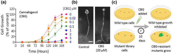 CBG inhibits growth of D. discoideum WT cells but not development, enabling a screen to identify CBG‐resistant mutants. (a) WT cells were grown in the presence of increasing concentrations of CBG (and solvent‐only control; 0 μM) for 1 week. CBG inhibited cell growth in a concentration‐dependent manner (n = 10). Growth was presented as a cell number normalised to solvent‐only control. Data, analysed by two‐factor ANOVA, showed a significant reduction relating to CBG (*p ≤ 0.05). Graph shows mean ± SEM. (b) WT D. discoideum cells, developed for 24 h under starvation conditions to form fruiting bodies, comprising a rounded spore head held aloft by a stalk (scale bar = 100 μm). In the presence of CBG (20 μM), development of the fruiting body was unaffected. (c) Schematic representation of a mutant library screen to identify mutants resistant to the effect of CBG, where WT cell growth is inhibited but individual mutants resistant to the cellular effects of CBG continue to grow, allowing these resistant mutants to be isolated and genes controlling CBG sensitivity to be identified