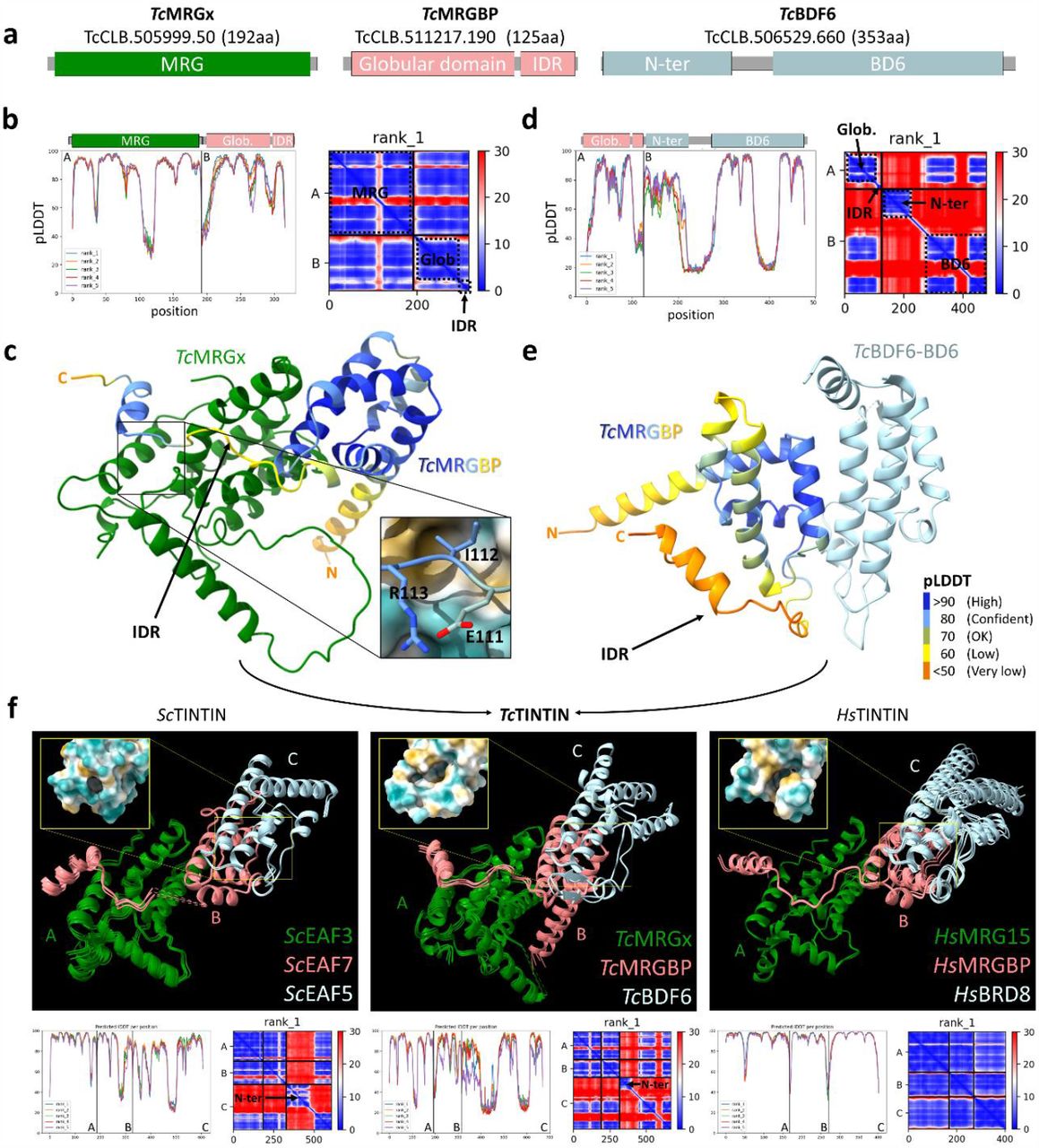 Complex structure prediction of TcTINTIN and its subunits compared to its homologs.(a) Domain representations, IDs and length of the proteins involved in the complex. (b) Statistics for the AF2-multimer structure prediction of the TcMRGx/TcMRGBP pair. On the left is the pLDDT per residue with the corresponding domains represented over the graph. On the right is the PAE plot with the domain correspondence remarked in dashed squares. Glob: Globular domain (c) Complex structure prediction of the heterodimer TcMRGx/TcMRGBP. TcMRGx is in green and TcMRGBP is colored by pLDDT (pLDDT color labels are in panel e). An arrow points to the predicted IDR in TcMRGBP. The residues of the IDR structure where the FxLP motif is expected to be is enlarged in a rectangle showing the sidechains E111, I112 and R113 of TcMRGBP, with the surface exposed to the solvent of TcMRGx colored by hydrophobicity (yellow: hydrophobic, blue: hydrophilic). (d) Statistics for the prediction of the TcMRGBP/TcBDF6 pair. (e) Predicted structure for the heterodimer TcMRGBP/TcBDF6. An arrow points to the predicted IDR of TcMRGBP. The N-terminal domain of TcBDF6 was not included in the visualization because it was not involved in the interaction but was included in the prediction. Also, a disordered loop on BD6 was removed to enhance visualization. (f) Predicted structures of the heterotrimers of S. cerevisiae TINTIN (ScTINTIN), T. cruzi TINTIN (TcTINTIN) and H. sapiens TINTIN (HsTINTIN) and its statistics (pLDDT and PAE). All five models of each prediction were aligned to the rank_1 model of TcTINTIN in ChimeraX. Disordered loops and the non-interacting N-terminal domains from ScEAF5 and TcBDF6 were removed to facilitate visualization. Notice the lack of low interprotein PAE values in the PAE plot of HsTINTIN. This is because we were computationally unable to include the N-terminal domain of HsBRD8 in the prediction due to a big insertion between it and the bromodomain. The curved black arrows between panels c and e indicate that the combination TcMRG/TcMRGBP/TcBDF6 forms TcTINTIN. The hydrophobic pockets of ScEAF5, TcBDF6 and HsBRD8 are shown in an inset for each trimer.
