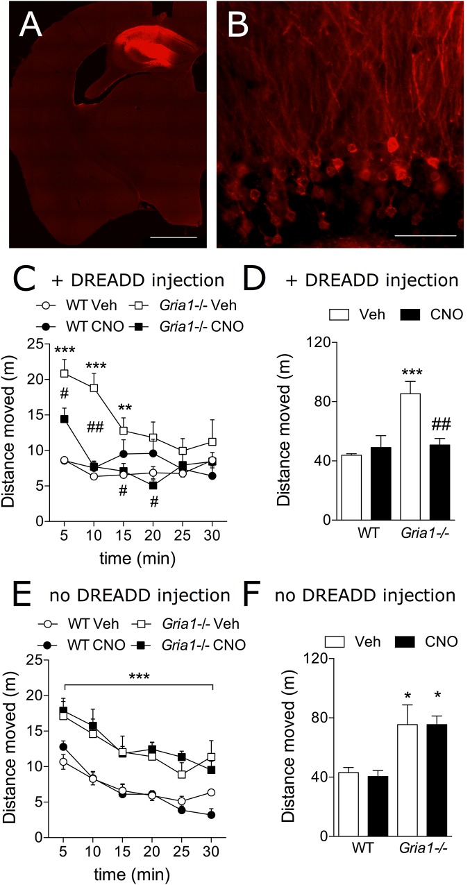 Chemogenetic inhibition of novelty-induced hyperlocomotion in Gria1-/- mice. (A) Virus injection resulted in hM4Gi-mCherry expression in the dorsal hippocampus. Hb, habenula; fi, fimbria; scale bar: 1 mm. (B) A close-up photograph displaying transduced neurons and neurites in the dentate gyrus. No transduced neurites were observed outside the hippocampus (not shown). Gr, granule cell layer; Mol, molecular layer; scale bar: 50 μm. (C) Distance traveled in a novel environment in 5-min periods in mice transduced with DREADDs. (D) Total distance traveled during the 30-min trial in mice transduced with DREADDs. ∗∗P < 0.01 and ∗∗∗P < 0.001 for the significances of the differences between the genotypes after vehicle; #P < 0.05 and ##P < 0.01 between vehicle and CNO treatments within the same genotype (Bonferroni post-test), n = 10 for both genotypes. (E) Distance traveled in a novel environment in 5-min periods in non-DREADD expressing WT and Gria1-/- control mice. ∗∗∗P < 0.001 for the significances within drug treatment and between genotypes (ANOVA). (F) Total distance traveled during the 30-min trial in non-DREADD-expressing control mice. ∗P < 0.05 between genotypes and within drug treatment (Bonferroni post-test). n = 11–14. Veh, vehicle; CNO, clozapine-N-oxide.