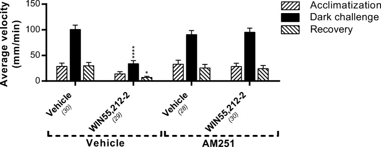 The effect of AM251 on locomotion of WIN55,212-2-treated zebrafish larvae. Administration of the Cnr1 antagonist AM251 (0.5 μM) showed no effect on swimming velocity but abolished the effect of WIN55,212-2 (125 nM) on locomotion. Group sizes are reported in parentheses. Data shown are means ± SEM. Significant differences compared to the corresponding phase of the vehicle/vehicle-treated control group are indicated. *P ≤ 0.05; ****P ≤ 0.0001