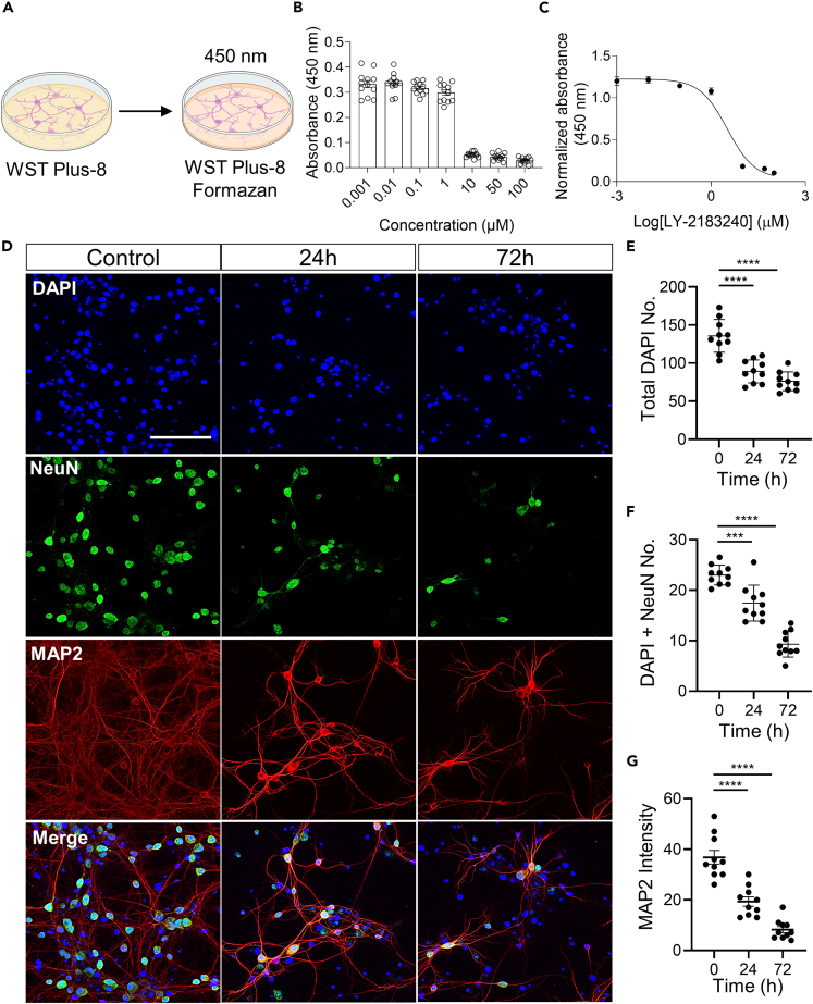 LY-2183240 devastates mouse cortical neurons by the reductions both of neuronal cell number and arborization(A) The scheme of CCK-8 assay.(B) Summarized bar graph of absorbance at 450 nm for LY-2183240 in manner of dose dependency (n = 12).(C) Inhibitory concentration of LY-2183240 on primary neurons. IC50 = 6.91 μM.(D) Representative fluorescent images showing primary cultured mouse neurons of treated 10 μM LY-2183240 time dependent. Nuclei were stained with DAPI(blue). NeuN(green) indicates neuronal nuclear. MAP2(red) indicates neuronal dendrites and merged image. Control (left), 24 h (middle) and 72 h (right) treatment of 10 μM LY-2183240. Scale bar: 100 μm.(E and F) Bar graphs summarizing the number of (E) total DAPI and (F) DAPI+ NeuN+ (one-way ANOVA: F(2,27) = 0.8424, p = 0.001, Dunnett’s multiple comparisons test ∗∗∗p < 0.001 and ∗∗∗∗p < 0.0001).(G) Bar graph summarizing the MAP2 intensity (one-way ANOVA: F(2,27) = 1.629, p = 0.001, Dunnett’s multiple comparisons test ∗∗∗∗p < 0.0001), (n = 10). Data are represented as mean ± SEM.