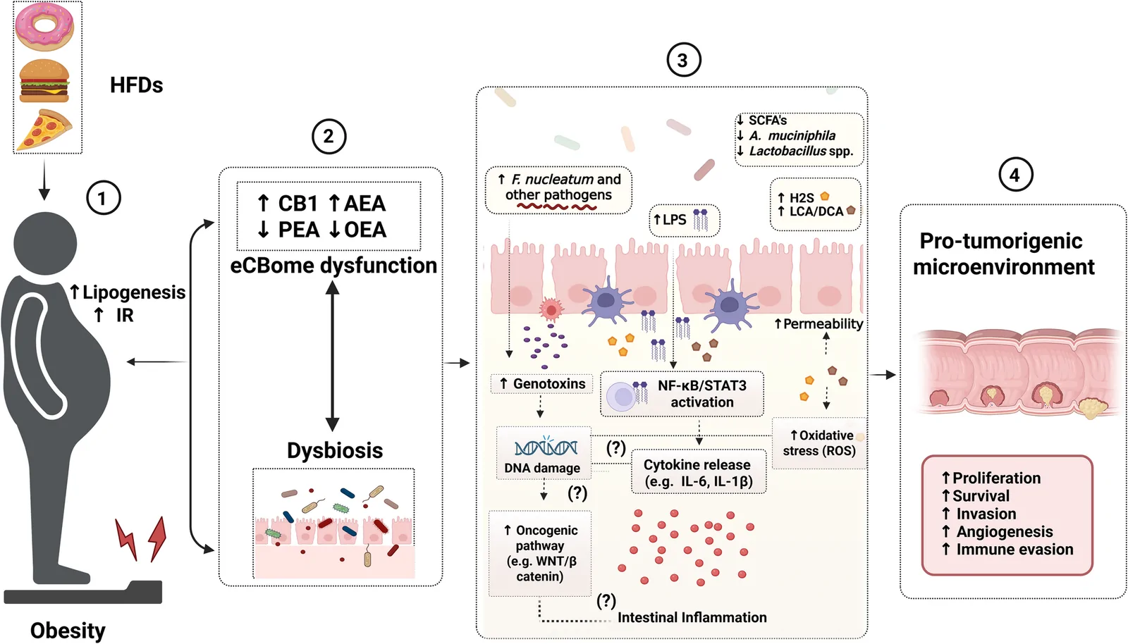 Potential link between eCBome–IM axis dysfunction in obesity and CRC development. HFDs promote obesity (1), which induces eCBome dysfunction and gut dysbiosis (2). These alterations are interconnected and may contribute to metabolic disturbances, including IR and increased lipogenesis, further reinforcing obesity and eCBome–microbiota axis dysfunction. As a result, SCFA-producing bacteria, such as A. muciniphila, decline, whereas potential pathogens (e.g., F. nucleatum) and harmful bacterial metabolites (e.g., LPS, H₂S, DCA, and LCA) increase. Together, these alterations impair intestinal barrier integrity, increase intestinal permeability, and promote oxidative stress (ROS), DNA damage, activation of inflammatory signaling pathways (NF-κB/STAT3), cytokine release, and oncogenic pathways (e.g., WNT/β-catenin), ultimately sustaining chronic intestinal inflammation (3). Collectively, these mechanisms may establish a pro-tumorigenic microenvironment characterized by enhanced proliferation, survival, invasion, angiogenesis, and immune evasion (4). The figure represents a hypothetical integrative model based on the current evidence linking obesity-associated eCBome–microbiota axis dysfunction to intestinal inflammation and colorectal carcinogenesis. Additional experimental studies are required to validate and further elucidate the proposed interactions. HFDs, high-fat diets; IR, insulin resistance; SCFAs, short-chain fatty acids; AEA, anandamide; PEA, palmitoylethanolamide; OEA, oleoylethanolamide; LPS, lipopolysaccharide; H₂S, hydrogen sulfide; DCA, deoxycholic acid; LCA, lithocholic acid; NF-κB, nuclear factor kappa B; STAT3, signal transducer and activator of transcription 3; WNT/β-catenin, WNT/β-catenin signaling pathway; ROS, reactive oxygen species. Created in https://BioRender.com