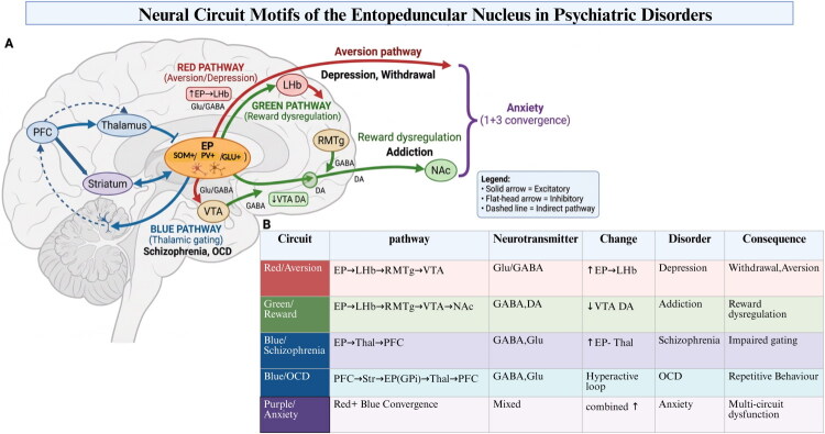 Diagram of neural circuits of the entopeduncular nucleus, showing pathways for aversion (red), reward (green), and schizophrenia (blue), with labeled brain regions and associated disorders.