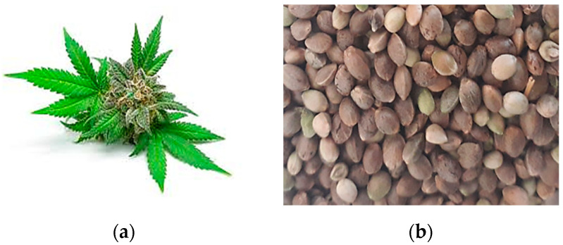 (a) Cannabis sativa L. plant; (b) Cannabis sativa L. seeds [26].