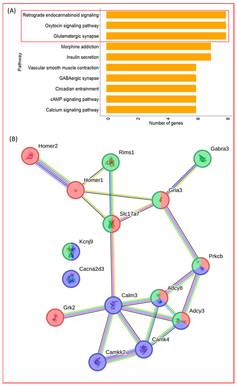 Enriched neuronal pathways and corresponding interaction structure. (A) Top enriched neuronal pathways derived from the 44 neuronal-related genes. Bars indicate the number of genes mapped to each KEGG pathway, highlighting glutamatergic synapse, retrograde endocannabinoid signaling, and oxytocin signaling as the most represented pathways. (B) STRING protein–protein interaction network of genes mapped to the three enriched pathways. Nodes represent genes and edges denote predicted functional associations. The network illustrates the overall connectivity among pathway members. Red = Glutamatergic synapse; Green = Retrograde endocannabinoid signaling; Blue = Oxytocin signaling pathway.