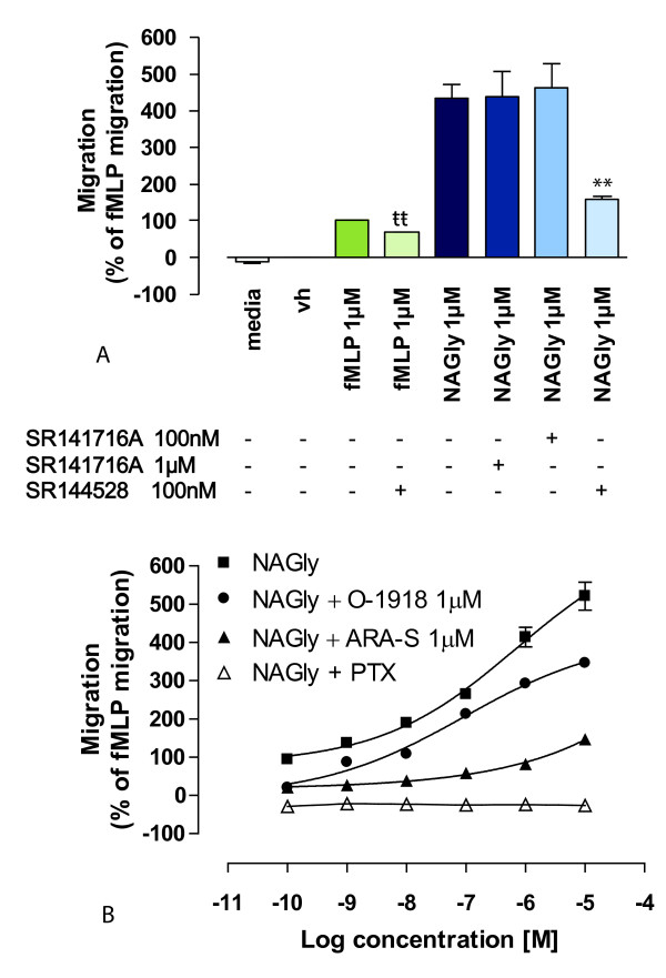 NAGly-induced BV-2 microglial migration is Gi/o-receptor mediated and can be antagonized. (A) BV-2 microglial migration in response to basal conditions; vh (0.1% DMSO); 1 μM fMLP; 1 μM fMLP + 100 nM SR144528; 1 μM NAGly; 1 μM NAGly + 1 μM SR141716A; 1 μM NAGly + 100 nM SR141716A; 1 μM NAGly + 100 nM SR144528;. ** = P < 0.01 compared to 1 μM NAGly; tt = P < 0.01 compared to 1 μM fMLP; Student's unpaired t-test; n = 3. (B) BV-2 microglial migration in response to 0.1 nM - 10 μM NAGly ± 1 μM O-1918, ± 1 μM ARA-S, or ± 24 h pre-treatment with 1 μg/ml PTX; n = 3.