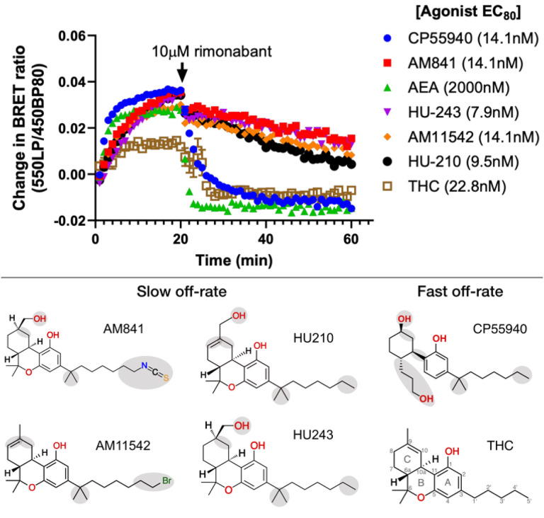 Structure-kinetics relationships of THC analogs studied for reversibility of agonist activity (mGj recruitment) upon addition of the CB1 antagonist rimonabant.The plot shows the change in basal BRET upon addition of agonist (0 min, EC80 concentration) and rimonabant (20 min, 10mM). Data from HEK293-TR cells stably expressing CB1-NlucC and NES-venus-mGi.