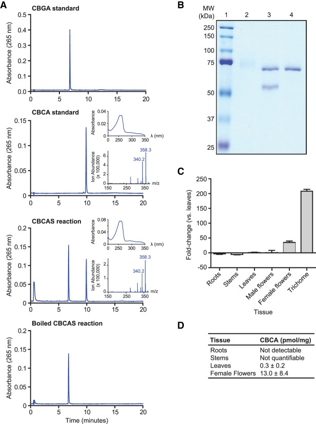 Characterization of CBCAS activity and expression. (A) HPLC analysis of CBCAS activity detected in Pichia pastoris cell cultures. Chromatograms of the CBGA substrate and CBCA standards are shown together with chromatograms of the enzyme reaction in media sampled from Pichia expressing CBCA in the presence of CBGA substrate before and after boiling at 95°C for 10 min. Insets correspond to the UV-absorbance spectrum (top) and the mass spectrum derived from a single quadrapole mass spectrometer (bottom) of the compound that eluted at 10 min. (B) SDS-PAGE analysis of CBCAS expressed in P. pastoris and purified by protein chromatography. (Lane 1) Protein ladder. (2) Concentrated protein fraction exhibiting CBCAS activity. The high-molecular-weight smear is glycosylated CBCAS. (3) Same fraction as lane 2, treated with EndoHf (MW = 70 kDa). (4) EndoHf only. (C) qRT-PCR analysis of CBCAS expression in cannabis tissues. cDNA derived from cannabis tissues was used as a template for PCR reactions using CBCAS-specific primers and EF1α as a reference gene. Differential expression of CBCAS is depicted as fold-change between tissue types compared with leaves. Trichome tissue consisted of isolated trichome secretory cells. (D) Quantification of CBCA content of the developing seedlings by HPLC.