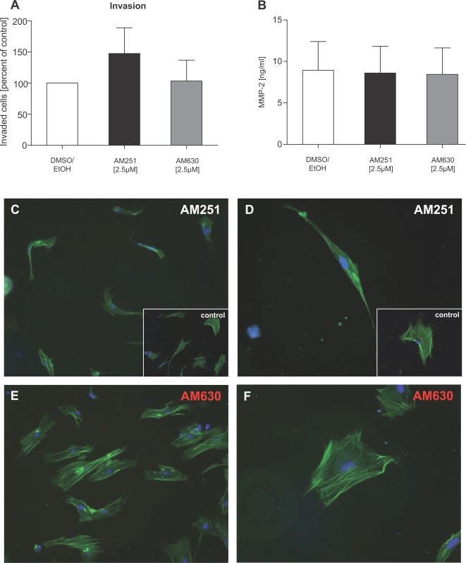 AM251 induces changes in PSC phenotype.(A) Invasion assays demonstrated a trend toward increased invasiveness induced by AM251. (B) MMP-2 levels were unchanged by antagonist treatment. (C&D) AM251-treated pancreatic stellate cells were smaller and thinner, with a more stretched shape, an increased length, and a loss of intracellular fibres (control PSC: insets and Figure 8C&D). Cells treated with AM630 (E&F) closely resembled the control PSC (see insets C&D and Figure 8C&D). Original magnification: x 40 (C&E), x 80 (D&F). Nuclear stain: DAPI. White bars: control; black bars: AM251; grey bars: AM630. Data are shown as mean±SEM.