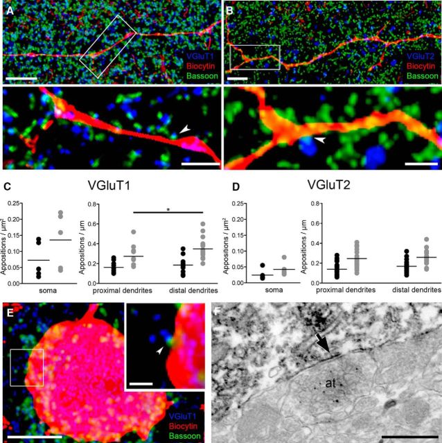 Density of appositions containing VGluT1 or VGluT2 on somata and dendrites of VIP+ INs in the mouse BLA. A, B, Photomicrographs of a distal dendrite labeled for biocytin (red), bassoon (green), and VGluT1 (left) or VGluT2 (right; blue). White arrows indicate terminals with bassoon labeling facing the VIP+ dendrite. C, D, Density of VGluT-containing appositions at the somata, at the proximal dendrites, and at the distal dendrites of VIP+ INs. Black dots correspond to appositions displaying bassoon facing the VIP+ dendrite, whereas gray dots correspond to appositions without bassoon labeling. E, Photomicrograph of the soma of a VIP+ IN receiving a VGluT1+ input (white arrow). A, B, and E are maximal projections derived from a z stack. F, An asymmetric synapse formed between an axon terminal containing VGluT2 and the soma of a VIP+ IN. Scale bars: A, 5 μm (inset, 2 μm); B, 5 μm (inset, 1 μm); E, 5 μm (inset, 1 μm); F, 500 nm. *p < 0.05.