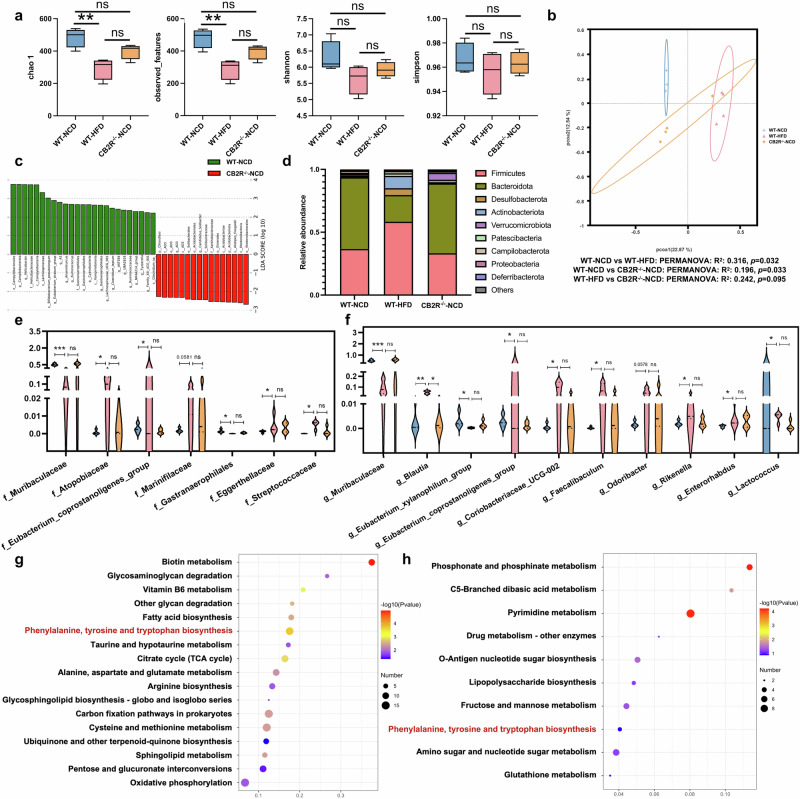The microbial community of CB2R-/- mice with NCD was similar to HFD-induced NAFLD mice.a The microbial richness and diversity in feces of mice were depicted according to α-diversity parameters including Chao 1, observed_feature and Shannon and Simpson index. b The β-diversity was presented by PCoA plots. c LEfSe analysis showed the microbes with significant differences between WT mice with CB2R-/- mice with NCD. d The differential microbial structure at phylum level among three groups; Comparison of microbes at (e) family and (f) genus levels. The pathway enrichment analysis between WT mice feeding with NCD with (g) WT mice feeding with HFD or (h) CB2R–/– mice feeding with NCD was performed based on the predicted functional composition of microbial community. Note: Data were given as median with range. n: (a–h), n = 4 per group. *P < 0.05; **P < 0.01 and ***P < 0.001.
