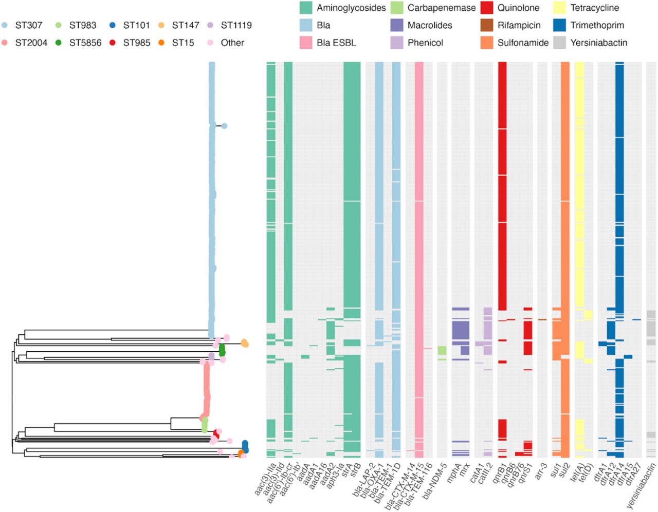 Neighbour-joining tree of WGS-confirmed K. pneumoniae. ST is indicated by the colour of tree branch tips. ‘Other STs’ (pink tips) are those with ≤4 genomes identified: ST1486, ST340, ST268, ST45, ST14, ST1427, ST13, ST1731, ST20, ST253, ST280, ST405, ST54, ST831 and ST966. Heatmap indicates the presence (coloured block) or absence of acquired resistance genes corresponding to specific antibiotic classes (indicated by the block colour). Presence of the virulence-associated yersiniabactin locus is shown in the final column (grey).