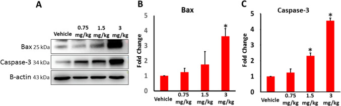 The expression of Bax and Caspase-3 in the testes of vehicle and AB-FUBINACA treated groups detected by western blot analysis. Data presented as mean ± SEM (n = 3); *P < 0.05 is statistically significant compared to vehicle group