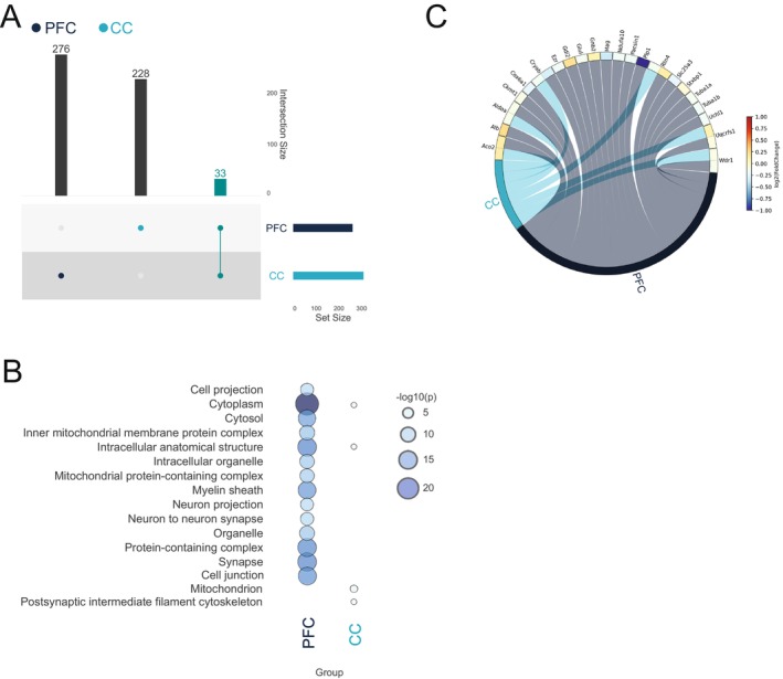 Upset plot (A) illustrating the proteins identified as differentially expressed in the corpus callosum (CC) and prefrontal cortex (PFC) of animals exposed to cuprizone for 5 weeks followed by a remyelination period (CUP), compared to those not receiving cuprizone (CTL). The lower bar plot shows the number of entities associated with each group, while the upper bar plot displays the intersection size for each comparison. This is visually represented by colored and linked circles within the frame. (B) The cellular compartment analysis demonstrates the enrichment of various cellular compartments by differentially expressed proteins from CC and PFC. Circle size represents the number of proteins found in a specific cellular compartment, whereas colors indicate the enrichment‐adjusted p value. (C) The Circos plot visually represents differentially expressed myelin sheath proteins in the PFC and CC. Edge colors depict the log2 fold‐change, comparing animals exposed to cuprizone followed by remyelination (CUP) against those not receiving cuprizone (CTL).
