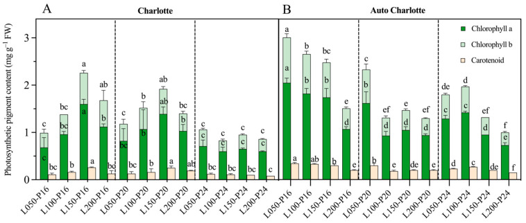 Effects of light intensity and photoperiod on the photosynthetic pigment content of plantlets of Charlotte (A) and Auto Charlotte (B). L represents light intensity, and P represents photoperiod. The light intensity levels are denoted by values of 50, 100, 150, and 200 µmol m−2 s−1, while the photoperiod levels are represented by 16, 20, and 24 h d−1. Identical letters indicate no significant difference between group means, while different letters denote significant differences.