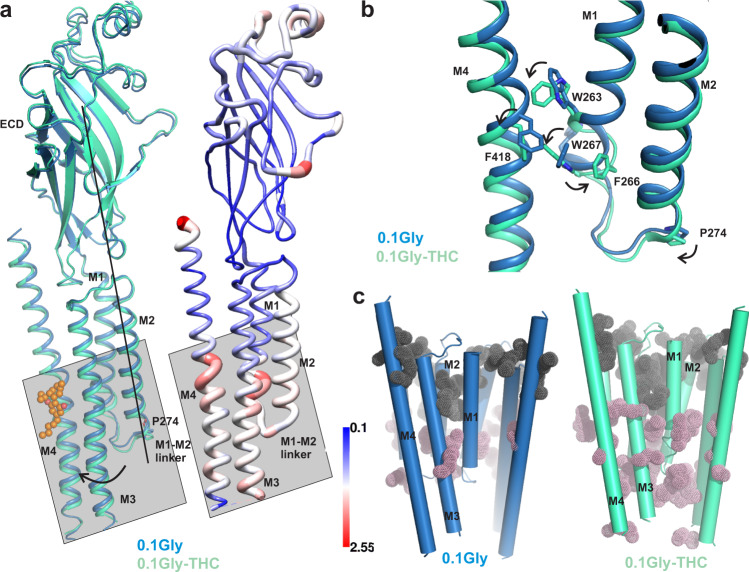 THC-induced conformational changes within the TMD.a A single-subunit alignment of GlyR-0.1gly and GlyR-0.1gly-THC structures highlighting the overall conformational changes associated with THC binding (left). Putty representation of pairwise root mean square deviation (RMSD) for the GlyR-0.1gly and GlyR-0.1gly-THC structures (right). The gray box points out regions that show most positional differences. b A close-up view of the alignment of GlyR-0.1gly and GlyR-0.1gly-THC structure showing rotameric rearrangement of residues in the vicinity of the THC binding site. c A comparison of the inter-subunit (gray dots) and intra-subunit (pink dots) cavities in GlyR-0.1gly (left) and GlyR-0.1gly-THC (right) predicted using F pocket algorithm72. The cavities predicted on the surface were removed for clarity.
