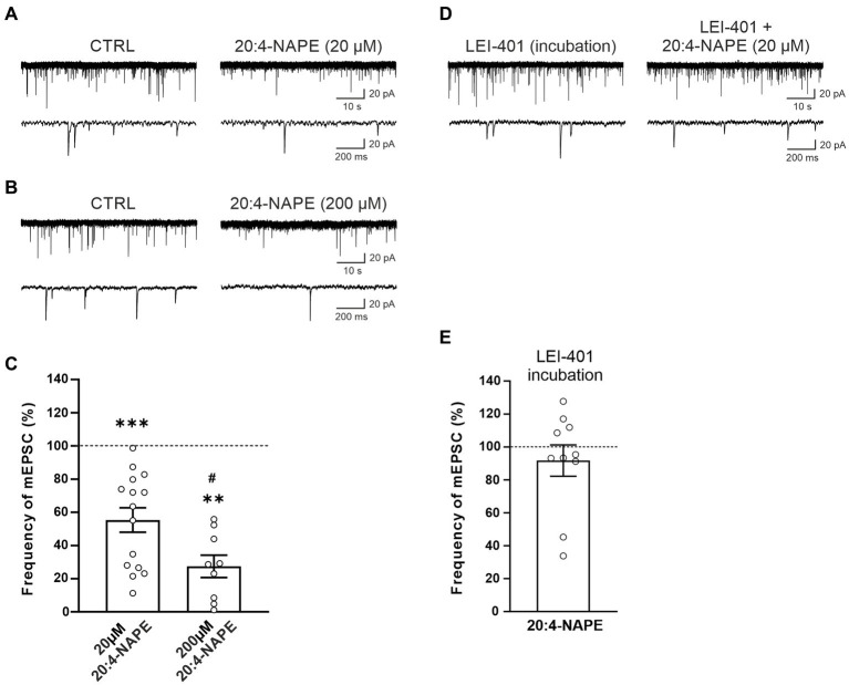 Application of anandamide precursor 20:4-NAPE induced robust inhibition of mEPSC frequency blocked by NAPE-PLD inhibitor in acute spinal cord slices from naive animals. An example of native recordings with 20:4-NAPE 20 μM (A) and 200 μM (B) application. (C) The decrease in mEPSC frequency after 20 μM concentration of 20:4-NAPE application was highly significant (n = 15, ***p < 0.001, Wilcoxon signed rank test), whereas 200 μM concentration induced a more pronounced decrease of mEPSC frequency (n = 9, **p < 0.01, Wilcoxon signed rank test; *versus control 100%, #p < 0.05, t-test, versus 20 μM 20:4-NAPE). (D,E) NAPE-PLD inhibitor LEI-401 (1 μM, at least 2 h) blocked the decrease of mEPSC frequency during the 20:4-NAPE (20 μM) application.