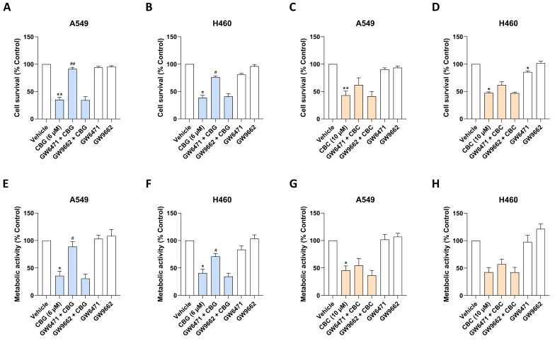 Influence of the PPARα antagonist GW6471 and the PPARγ antagonist GW9662 on the decrease in cell survival (A–D) and metabolic activity (E–H) mediated by CBG or CBC in A549 and H460 cells. Cells were pre-treated with GW6471 or GW9662 (each at 10 µM) or their vehicle for 1 h, followed by a 24 h co-incubation with CBG (6 µM) or CBC (10 µM) or their vehicle. Data represent the mean ± SEM of 4 biological replicates, each performed in technical triplicate. * p ≤ 0.05, ** p ≤ 0.01 vs. corresponding vehicle control; # p ≤ 0.05, ## p ≤ 0.01 vs. corresponding CBG-treated group; statistical analyses were performed on blank-corrected absorbance data using RM one-way ANOVA with Bonferroni’s post hoc test (pre-specified comparisons).