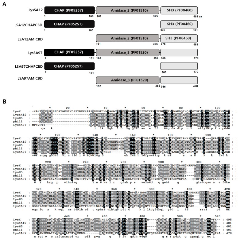 Modular structure of LysSA12 and LysSA97. (A) Schematic representations of LysSA12, LysSA97, and their deletion constructs. The numbers indicate the initial and final amino acids in the domains as determined using the Pfam domain database. CHAP domain, black box; amidase domain, dark grey box; CBD, light grey box; (B) Sequence alignment of LysSA12 and LysSA97 with other related endolysins. LysK, S. aureus phage K endolysin; LysH5, S. aureus phage vB_SauS-phiIPLA88 endolysin; phi11, S. aureus phage phi11 endolysin. Conserved and identical residues are shaded in gray (dark gray, >70% conserved; light gray, >40% conserved) and black, respectively. The conserved Cys-His-Asn triad is indicated by triangles.