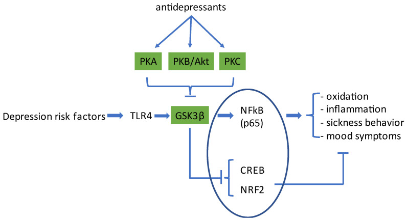 Schematic representation of the process by which risk factors for depression increase inflammatory and pro-oxidative processes in the brain and lead to physical and psychological symptoms of depressive disorder. Depression risk factors activate Toll-like receptor-4 (TLR4) on microglia cells, which causes activation of the kinase GSK3β and an increase in gene transcription by NFκB (p65/RelA). Antidepressant compounds, via activation of different members of the AGC protein-kinase family, including protein kinase A (PKA), PKB/Akt, and PKC, inhibit the enzyme activity of GSK3β. This, on the one hand, inhibits NFκB-signaling and, on the other hand, increases gene transcription by CREB and NRF2, two transcription factors that promote the transcription of neuroprotective, anti-inflammatory, and anti-oxidant proteins. This way, antidepressants neutralize the negative effects evoked by TLR4 activation. CREB: cyclic-AMP responsive element binding protein; NRF2: nuclear factor erythroid 2-related factor 2. The transcription factors are enclosed in an ellipse. For further details, the reader is referred to the text.