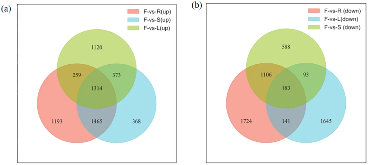 Panel (a) shows a Venn diagram with three intersecting circles colored red, blue, and green representing F-vs-R(up), F-vs-S(up), and F-vs-L(up), respectively, with numerical values for each section. Panel (b) shows a similar Venn diagram for downregulated groups, with circles representing F-vs-R(down), F-vs-L(down), and F-vs-S(down); both diagrams visualize the overlap and unique quantities among groups.