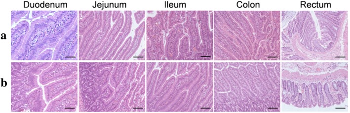 Histopathological microsection of different intestinal tissue samples of mice with CBD ligation. a Control groups: mice treated with saline injection via tail veins (upper panels). b Test groups: mice treated with triangular silver nanoplates suspension injected via tail veins (lower panels)