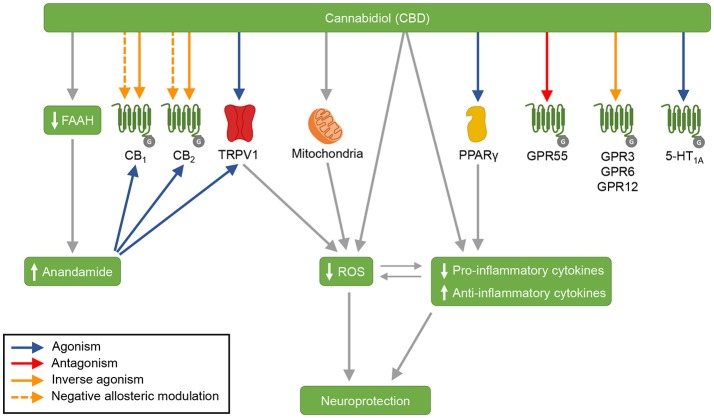 CBD's mechanisms of action. CBD acts as agonist of the receptors TRPV1, PPARγ, and 5-HT1A, and as antagonist of the receptor GPR55. CBD is an inverse agonist of the receptors GPR3, GPR6, and GPR12. Moreover, CBD antagonizes the action of CB1 and CB2 receptors agonists, and is suggested to act as an inverse agonist and a negative allosteric modulator of these receptors. CBD also inhibits FAAH, which results in increased anandamide levels. Anandamide activates CB1, CB2, and TRPV1 receptors. By acting on mitochondria, CBD increases the activity of mitochondrial complexes. In addition, CBD displays antioxidant and anti-inflammatory effects—that are partially mediated by CBD's actions on TRPV1, mitochondria and PPARγ. 5-HT1A, serotonin receptor 1A; CB1, cannabinoid receptor type 1; CB2, cannabinoid receptor type 2; FAAH, fatty acid amide hydrolase; GPR3, G-protein-coupled receptor 3; GPR6, G-protein-coupled receptor 6; GPR12, G-protein-coupled receptor 12; GPR55, G-protein-coupled receptor 55; PPARγ, peroxisome proliferator-activated receptor gamma; ROS, reactive oxygen species; TRPV1, transient receptor potential vanilloid type 1.