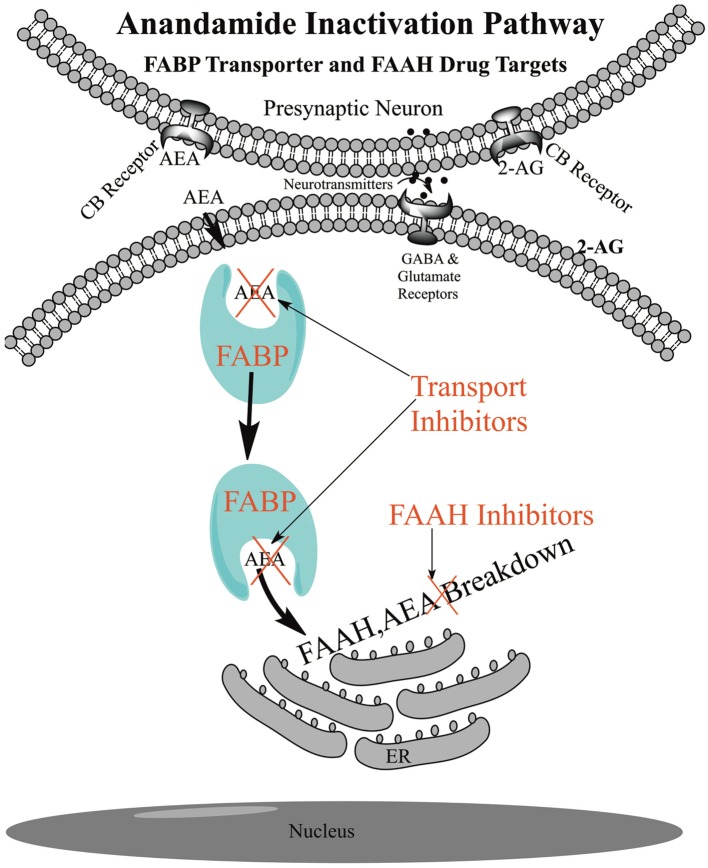 Schematic of Anandamide Uptake and Inactivation. Endogenous anandamide (AEA) passes through the cellular membrane without the need for a protein transporter and is shuttled through the aqueous environment of the cytoplasm with the fatty acid binding protein transporters (FABPs) to endoplasmic reticulum (ER) localized fatty acid amide hydrolase (FAAH) for catabolism. FAAH drives the uptake and inhibition of FAAH or the FABPs reduces the rate of anandamide breakdown and raises the AEA levels for signaling at the receptor.