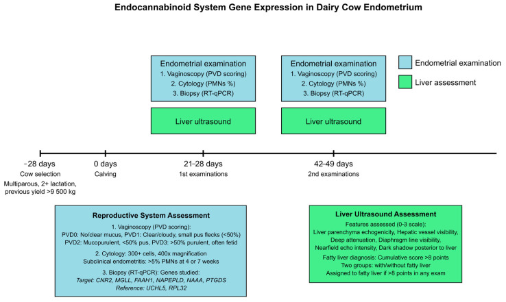 Experimental design and assessment protocol for studying endocannabinoid system gene expression in dairy cow endometrium. The timeline illustrates the study progression from cow selection (−28 days) through calving (0 days) to two sets of examinations at 21–28 and 42–49 days postpartum. Multiparous cows with previous lactation yield >9500 kg were selected. Each examination set included endometrial assessment (vaginoscopy, cytology and biopsy for RT-qPCR) and liver ultrasound. The reproductive system assessment involved PVD scoring, cytological evaluation for endometritis (threshold of >5% PMNs) and analysis of target genes (cannabinoid receptor 2 (CNR2), fatty acid amide hydrolase (FAAH1), N-acylethanolamine acid amidase (NAAA), N-acyl phosphatidylethanolamine phospholipase D (NAPEPLD), peptidyl arginine deiminase 4 (PADI4), prostaglandin D2 synthase (PTGDS) and monoacylglycerol lipase (MGLL)) with Ubiquitin C-Terminal Hydrolase L5 (UCHL5) and Ribosomal Protein L32 (RPL32) as references. Liver ultrasound assessed multiple features on a 0–3 scale, with fatty liver diagnosed at a cumulative score >8 points. This design enabled comprehensive investigation of endocannabinoid system gene expression in relation to both endometrial health and liver condition in postpartum dairy cows.