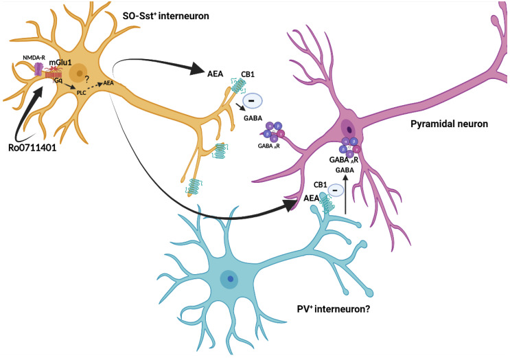 Hypothetical mechanism of Ro0711401-induced learning and memory improvement in SCA1 mice model. Selective pharmacological activation of mGlu1 receptors in stratum oriens somatostatin-positive interneurons (SO-sst+ interneurons) enhances anandamide production through a non-conventional synthetic pathway that may involve Gq-mediated PLC-β activation. Activation of CB1 receptors in nerve terminals of somatostatin-positive interneurons or other interneurons causes inhibition of GABA release with ensuing activation of pyramidal neurons. A similar scenario has been proposed by Landucci et al., 2022 [62]. Created with BioRender.com.