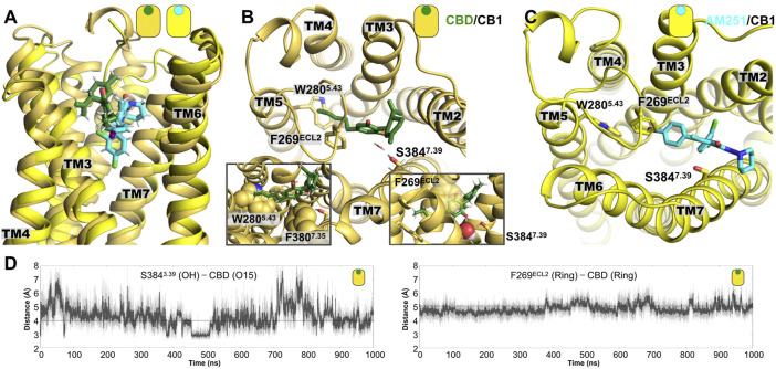 Representative poses from the MD simulations of the CB1 complexes. (A) Lateral view of superimposed structures of the CBD/CB1 and AM251/CB1 complexes. (B) Extracellular view of the CBD/CB1 complex, where we can see the interaction of the aromatic rings of CBD and the side chain of residue F269ECL2. A water-mediated polar interaction of one of the CBD hydroxyl (OH) groups is formed with the side chain of residue S3847.39. The left inset shows the aromatic interaction with the side chain of residue F269ECL2 and with the side chain of F3807.35. The right inset shows in more detail the water molecule that mediates the interaction of CBD with the residue S3847.39. Mutation of these two residues in TM7 has been shown to reduce agonist potency of cannabinoid-like ligands. (C) Extracellular view of the AM231/CB1 complex. (D) Time evolution plots of the distance between one of the CBD hydroxyl (OH) groups and the hydroxyl group from S3847.39 and the ring-ring distance between the aromatic ring of CBD and the side chain of residue F269ECL2.