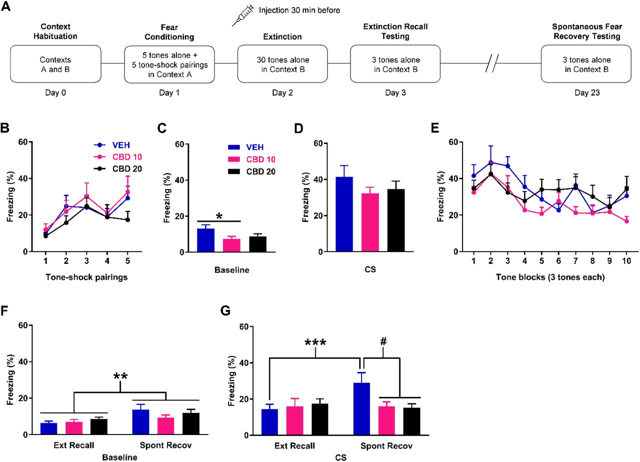 Effects of cannabidiol (CBD) given at 10 mg/kg (CBD 10) or 20 mg/kg (CBD 20) on freezing during delayed extinction, extinction recall testing, and later spontaneous fear recovery testing. A) Schematic representation of the behavioural testing and drug administration procedures used. B) Freezing in response to tone-shock pairings during fear conditioning. There were no differences in freezing between the groups (n=10/group) to receive vehicle (VEH), CBD 10, or CBD 20 before delayed extinction. C) Freezing before tone presentations (Baseline) during delayed extinction. Compared to VEH, CBD 10 decreased freezing (* P < 0.05). D) Freezing in response to the first block of tones at the start of delayed extinction. CBD had no effect on freezing. E) Tone-induced freezing during delayed extinction. CBD had no effect on freezing. F) Freezing before tone presentations (Baseline) during extinction recall (Ext Recall) and spontaneous fear recovery (Spont Recov) testing. Compared to Ext Recall testing, freezing was increased during Spont Recov testing (** P < 0.01). CBD resulted in no effect on freezing. G) Tone-induced freezing during Ext Recall and Spont Recov testing. Freezing was increased during Spont Recov testing, compared to Ext Recall testing, with VEH (*** P < 0.001) but not with CBD 10 or CBD 20. There was no effect of CBD on freezing during Ext Recall testing. Compared to VEH, CBD 10 or CBD 20 decreased freezing during Spont Recov testing (# P < 0.05).