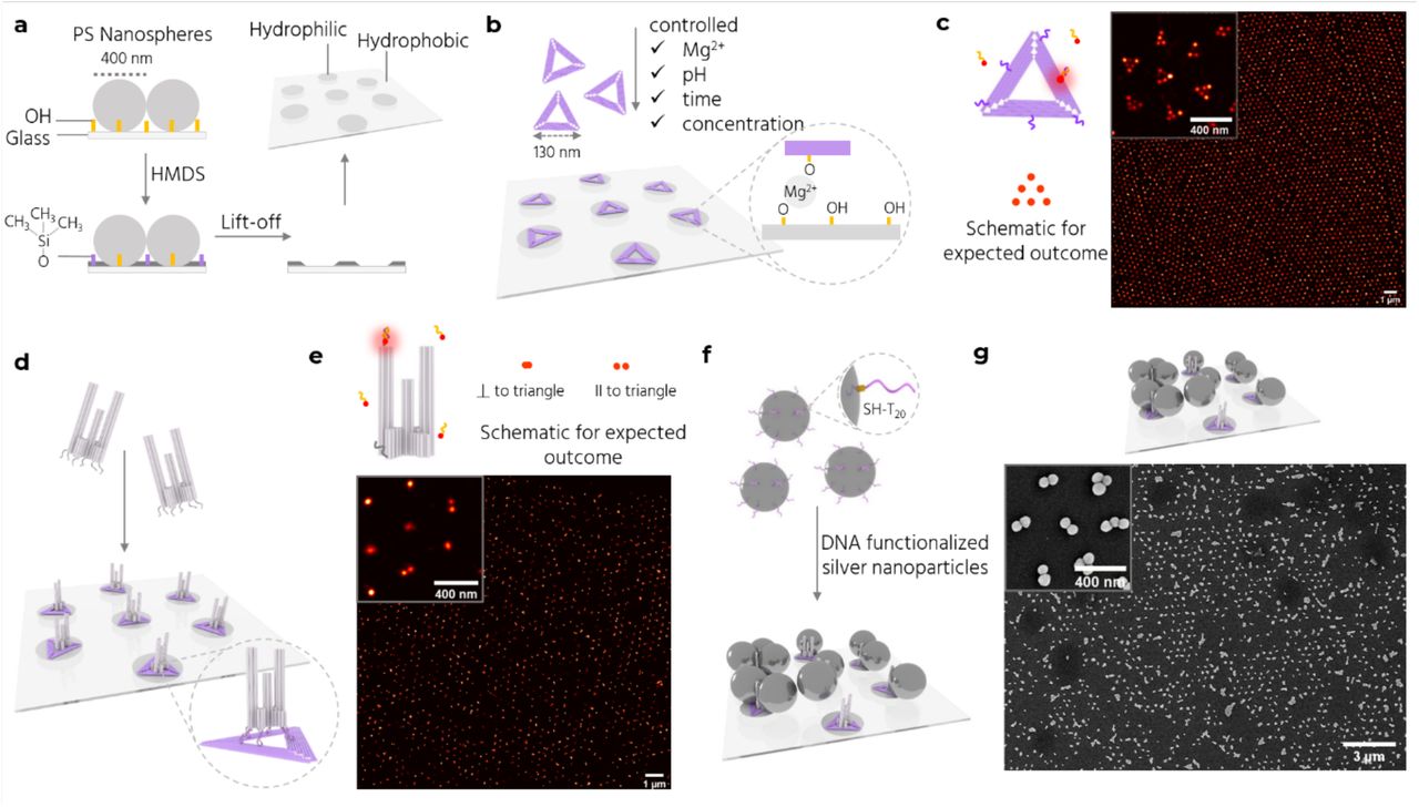 Site-specific nanopatterning of Trident NanoAntennas.a Fabrication of a nanopatterned surface via nanosphere lithography involving nanospheres deposition, vapor-phase passivation by HMDS, and lift-off. b DOP of Triangle DNA origami nanostructures on the hydrophilic placement sites through electrostatic interactions between the placement sites and the Triangle (inset). c (Left) Triangle with 6 docking sites (purple) for DNA-PAINT experiments and a schematic of the expected outcome. (Right) DNA-PAINT image of the triangle placed on a nanopatterned surface with a zoom-in (inset). d DNA hybridization between the Trident and the Triangle. e Trident with 2 docking sites (dark gray) for DNA-PAINT experiments and a schematic of the expected outcome (top) for upright Tridents (correct orientation) or fallen Tridents (undesired orientation) on the Triangle. A single strand per docking site is shown for simplicity. DNA-PAINT image of the Trident bound to the Triangle is shown with a zoom-in (inset). f Incubation with functionalized AgNPs (dark gray spheres) results in full NanoAntenna assembly. g SEM image of NanoAntennas on a patterned surface with a zoom-in (inset).