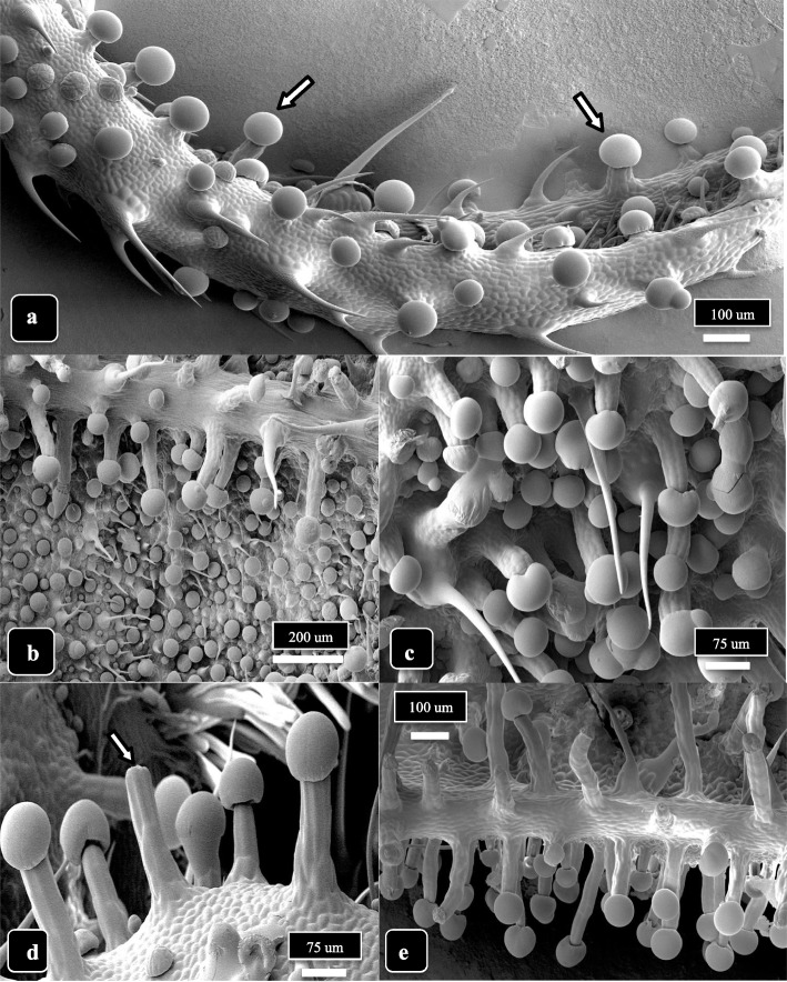 Capitate trichome development on cannabis strain MD, lower bract surface, at 3 and 6 weeks of inflorescence development. a At 3 weeks, most capitate trichomes at the tip of the bract are sessile but a few (arrows) have started to develop stalks. Nonglandular hairs can be seen. b Stalked-capitate trichomes forming first along the midvein of a bract; abundant sessile-capitate trichomes can be seen in the background together with nonglandular hairs. c At 6 weeks, stalked-capitate trichomes can be seen densely packed together. d A range of stalk lengths can be seen, with one trichome stalk on which the head has been detached (arrow). e A view of the edge of a bract at 6 weeks of inflorescence development, showing greater abundance of stalked-capitate trichomes on the lower compared to upper bract surface. Trichome stalk lengths are variable
