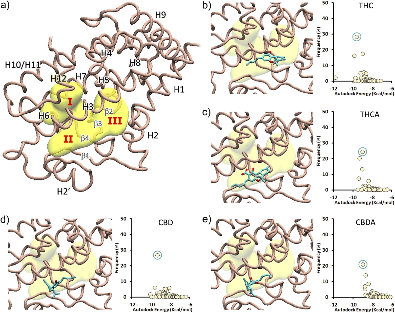 Five-panel scientific figure showing molecular docking of cannabinoids with a protein structure. Panel a displays the protein with highlighted binding pockets labeled I, II, and III in yellow and secondary structure elements labeled. Panels b–e each show a cannabinoid (THC, THCA, CBD, and CBDA, respectively) docked in the protein binding site on the left, with corresponding scatter plots on the right showing docking frequency versus Autodock energy; higher frequency and lower energy interactions are highlighted with blue circles.
